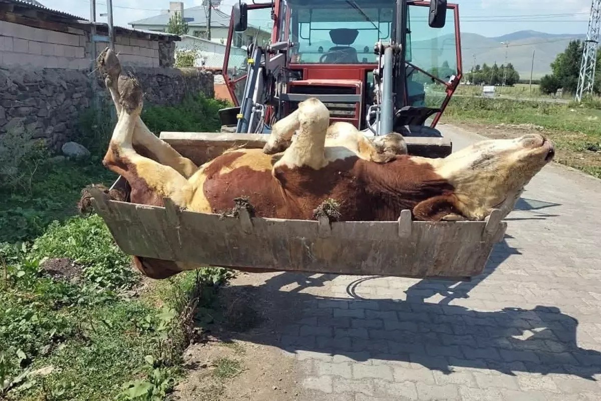 Αφθώδης πυρετός χτύπησε στο Αρνταχάν Τουρκίας