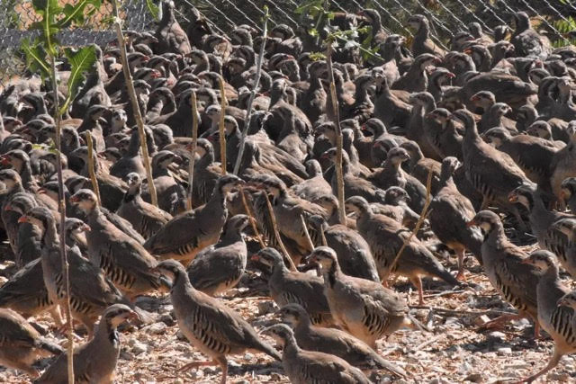 Στους 6 οι  νεκροί από τσιμπούρια στην Τουρκία – Απελευθερώθηκαν χιλιάδες πέρδικες για καταπολέμηση τους