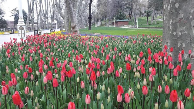 Η Σοφία προτείνει: Φεστιβάλ τουλίπας στην Πόλη