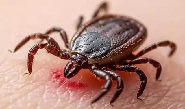 Συναγερμός για τσιμπούρια στη Σεβάστεια: Στους 6 οι νεκροί